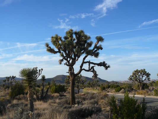 Joshua Tree NP
