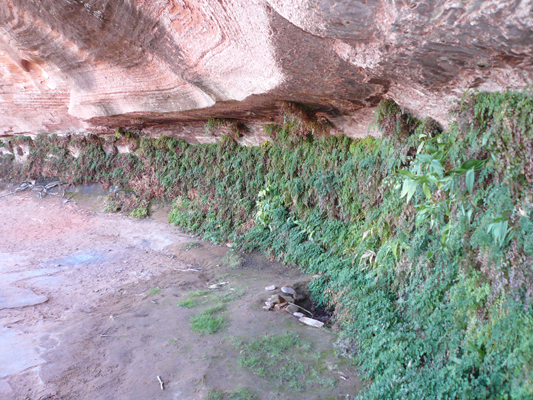 Page Hanging Garden Trail
