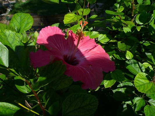 Austin Botanical Garden

