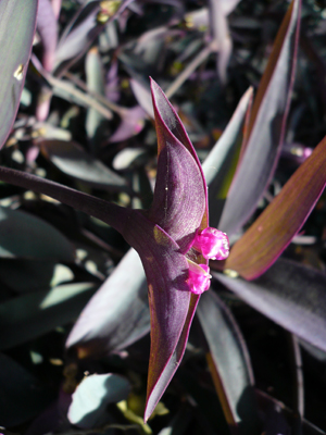 Austin Botanical Garden
