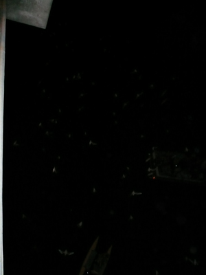 Austin Bat Fly
