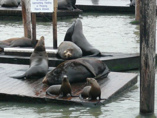 Pier 39 San Francisco
