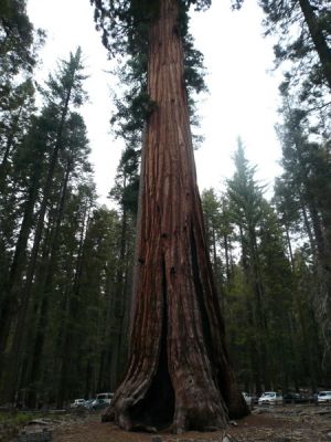 Sequoia im Yosemite
