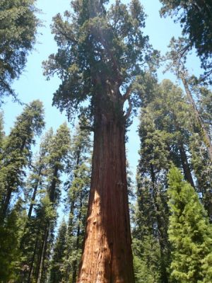 Sequoia NP
