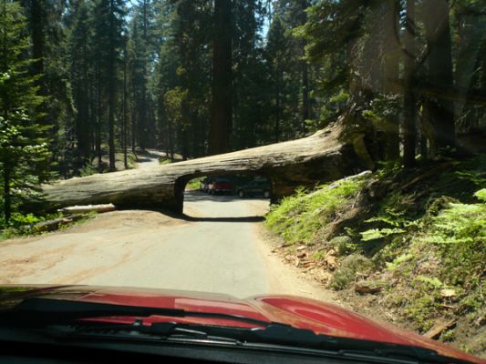 Sequoia NP
