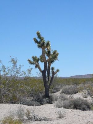 Mojave National Preserve
