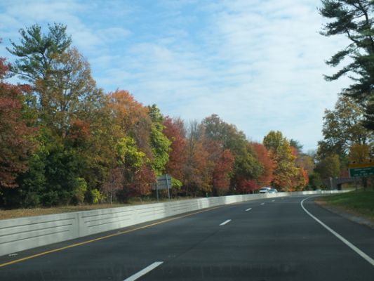 Foliage
