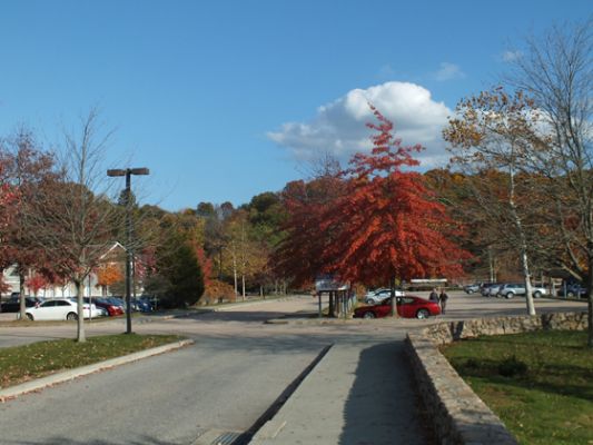 Foliage
