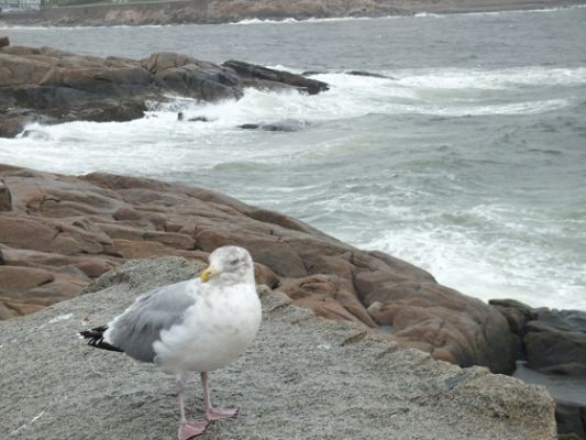 Rockport
