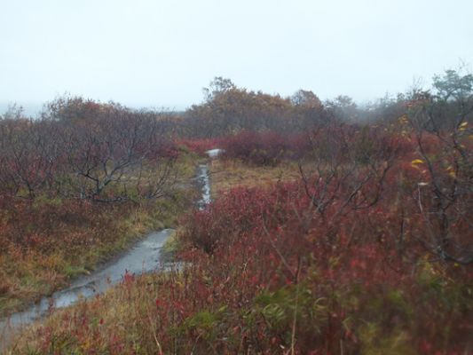 Halibut Point SP
