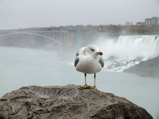 Niagara Falls
