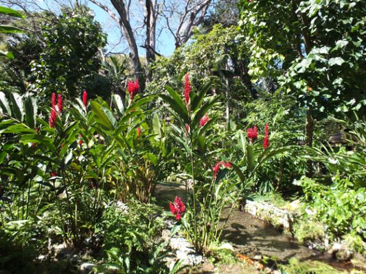 Jamaica Botanical Garden
