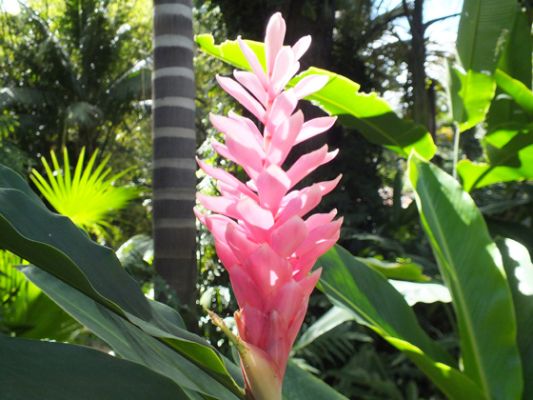 Jamaica Botanical Garden

