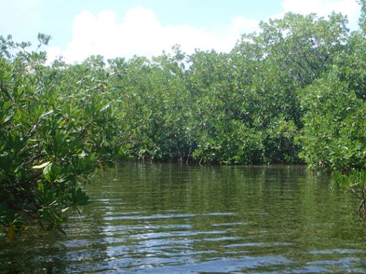 Grand Cayman Mangroven
