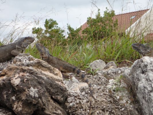 Grand Cayman
