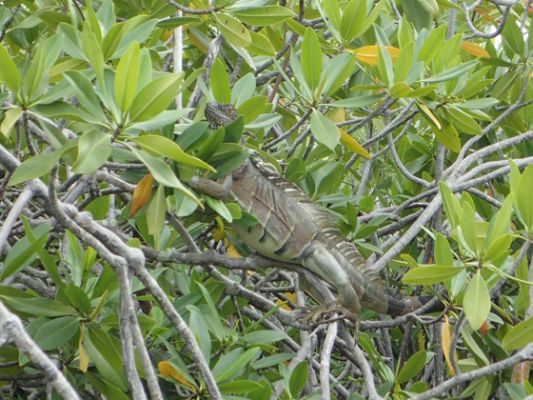 Grand Cayman
