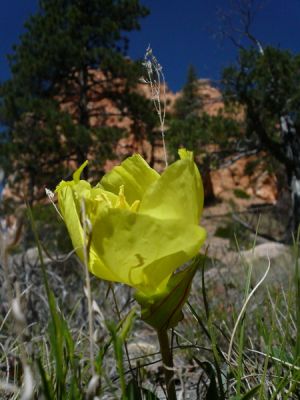 283_Bryce_Canyon.jpg