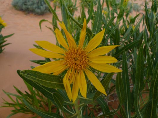 Sand Dune SP
