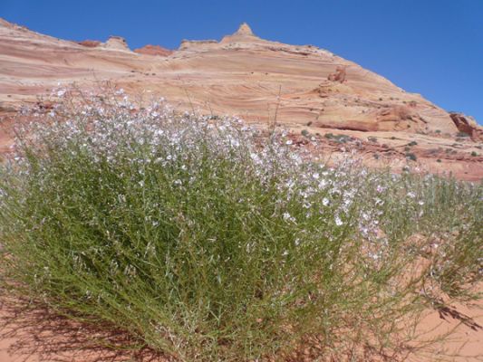 Coyote Buttes
