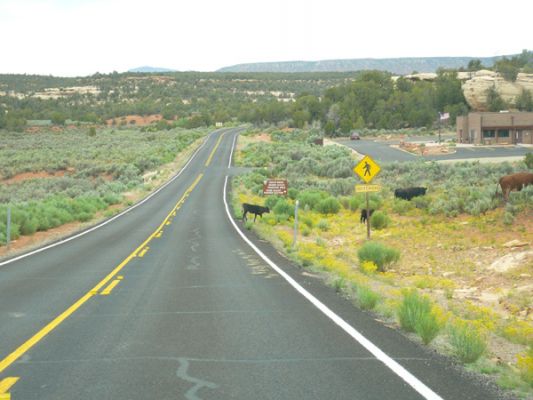 Weg zum Natural Bridges NM
