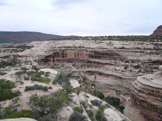 Natural Bridges NM
