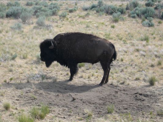 Antelope Island SP
