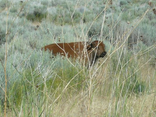 Antelope Island SP
