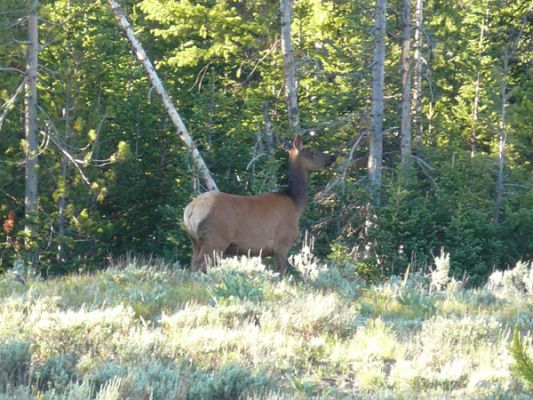 Elk im Grand Teton NP
