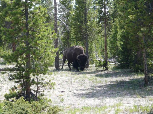 Yellowstone NP
