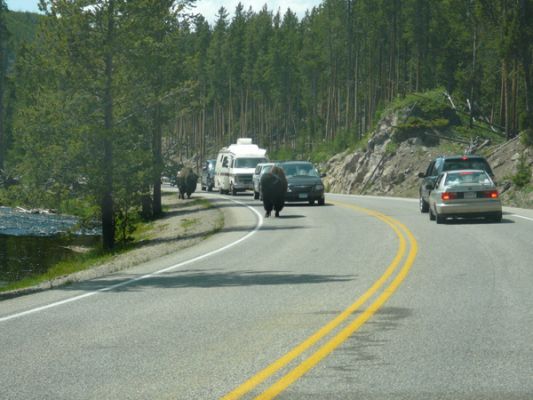 Yellowstone NP
