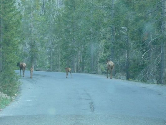 Yellowstone NP
