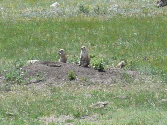 Custer SP
