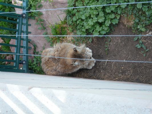 Tierpark Bear Country U.S.A.
