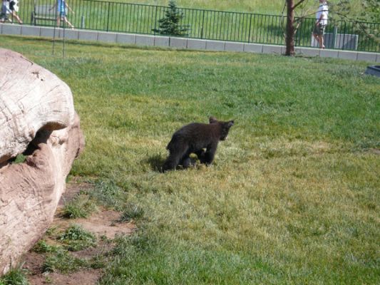 Tierpark Bear Country U.S.A.
