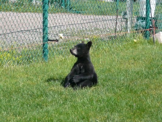 Tierpark Bear Country U.S.A.
