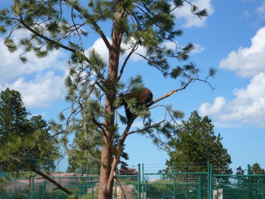 Tierpark Bear Country U.S.A.
