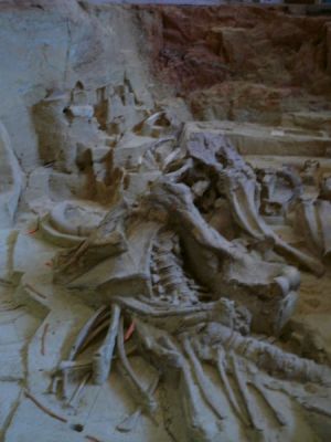 Mammoth Site in Hot Springs, South Dakota
