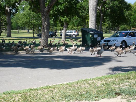 Stadtpark Denver
