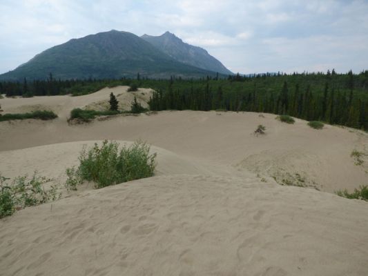 Carcross Desert
