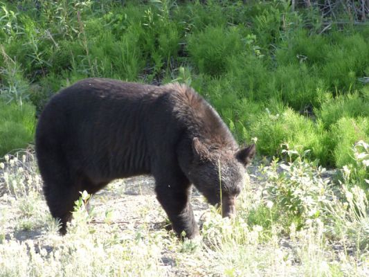 Bär am Alaska Highway
