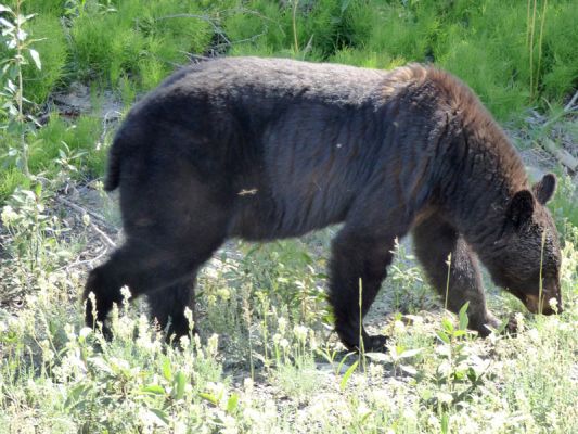 Bär am Alaska Highway
