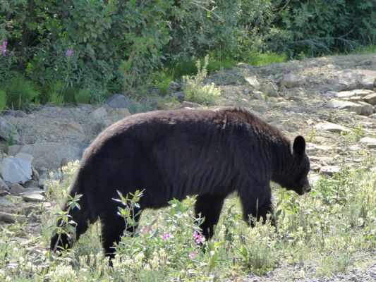 Bär am Alaska Highway
