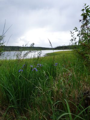 Tetlin NWR

