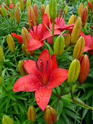 Fairbanks Botanical Garden
