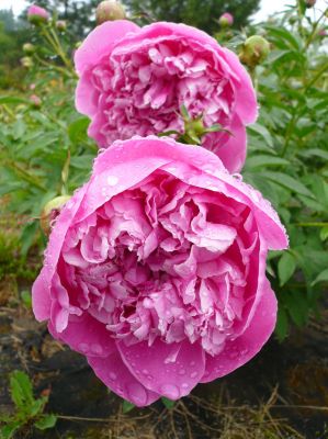 Fairbanks Botanical Garden
