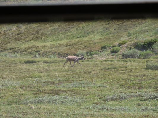 Denali NP
