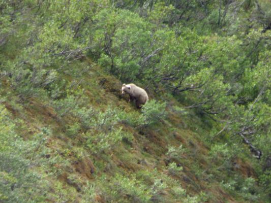 Denali NP
