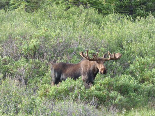 Denali NP
