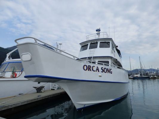 Whale Watching Major Marine Tours

