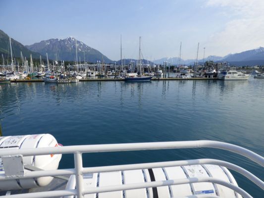Whale Watching Major Marine Tours
